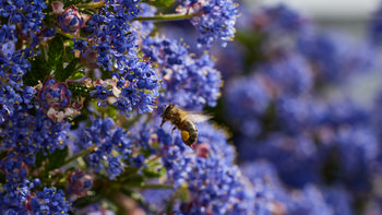 Bee landing on lilac.jpg